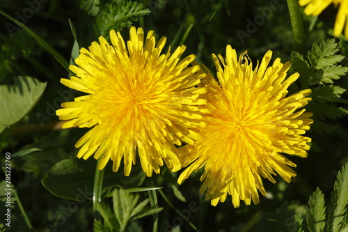 Fototapeta Naklejka Na Ścianę i Meble -  Löwenzahnblüten (Taraxacum)