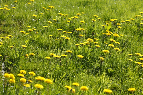 Fototapeta Naklejka Na Ścianę i Meble -  Blumenwiese mit gelben Löwenzahnblumen,