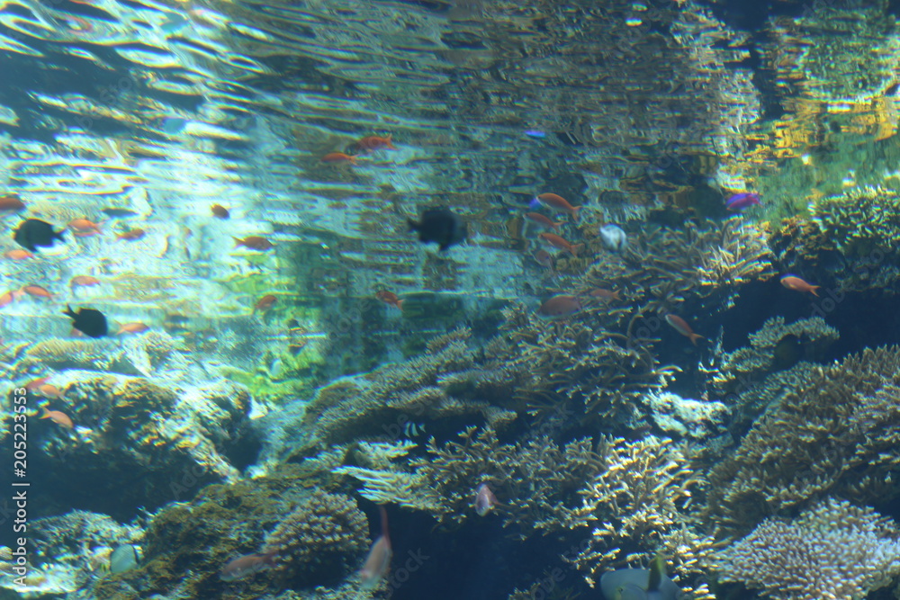 Fototapeta premium fish in the sea