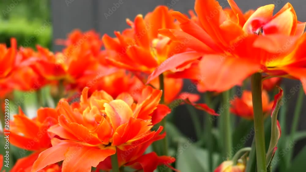 Garden Tulips Flower In Spring Day Garden Tulips Flower In Spring Day