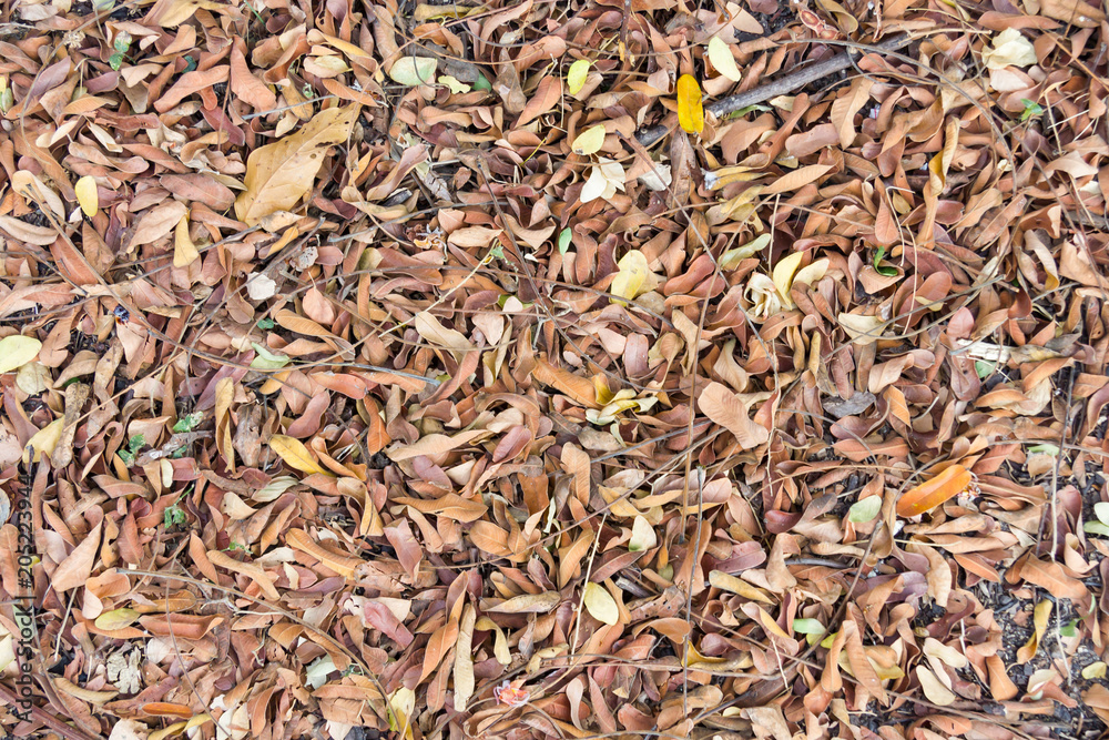 Dry leaves texture background