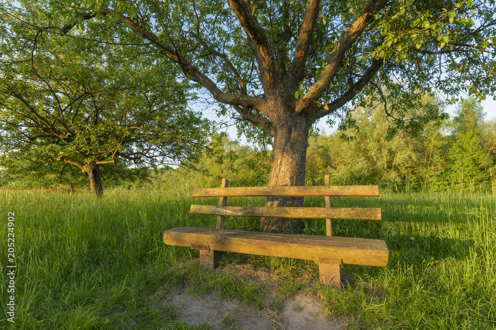 Park bench under apple tree, Germany, Europe Park bench under apple tree, Germany, Europe