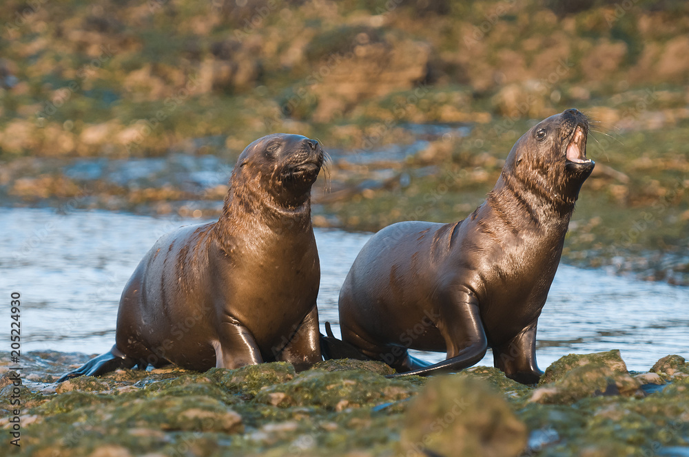 Obraz premium Sea Lion pup walking on a beach, Patagonia Argentina