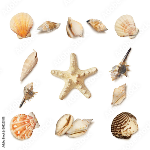 Sea shell and starfish set isolated on white 