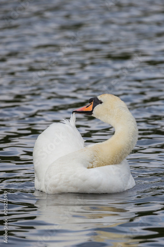 H  ckerschwan bei der Gefiederpflege