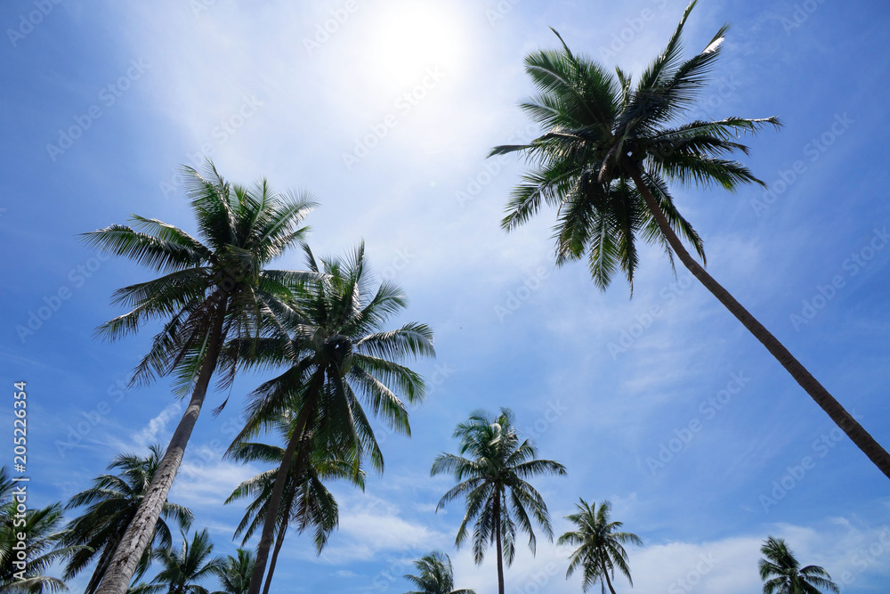 Palm trees on blue sky background . travel, summer, vacation and tropical beach . coconut palm trees . Palm trees on blue sky background . travel, summer, vacation and tropical beach . coconut palm trees .