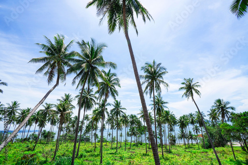 Palm trees on blue sky background . travel, summer, vacation and tropical beach . coconut palm trees .