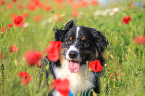 Australian shepherd in a field