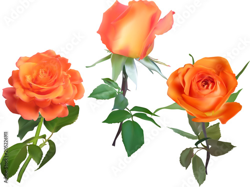 three bright isolated orange rose flowers
