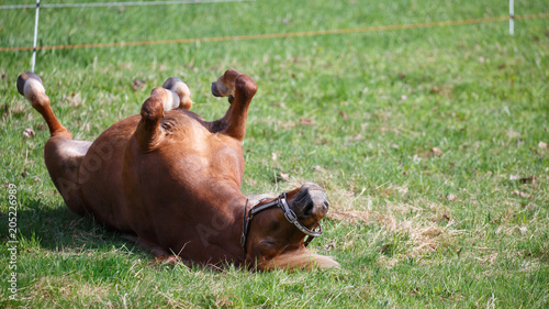 Horse roll on ground enjoying life