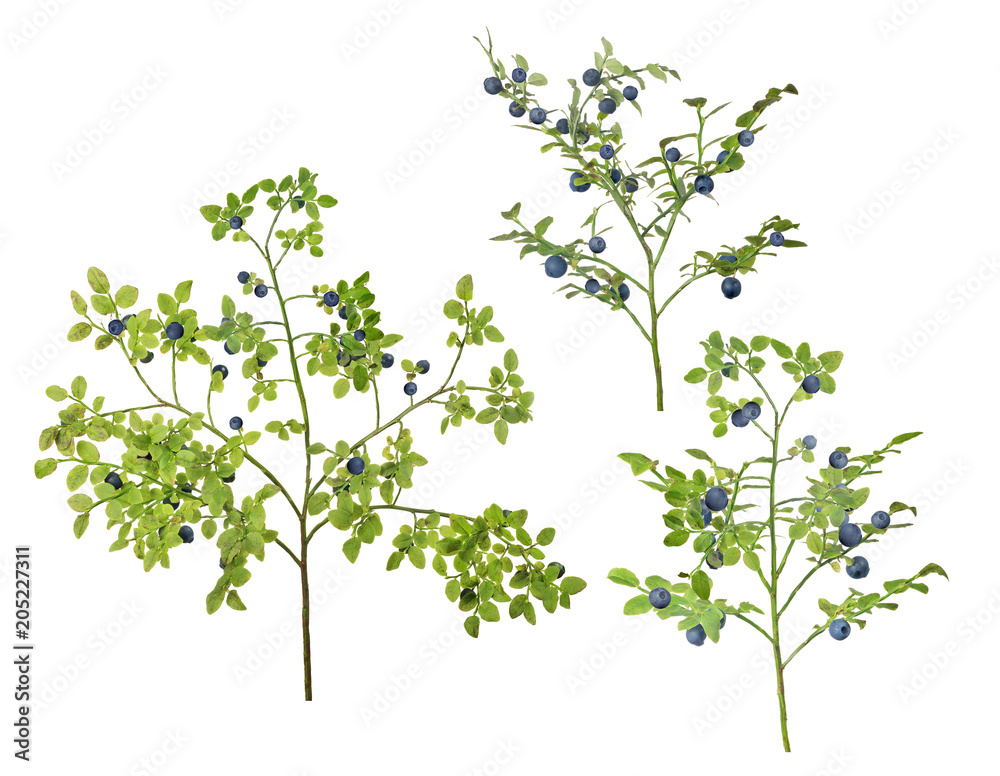 three blueberry lush branches with berries three blueberry lush branches with berries