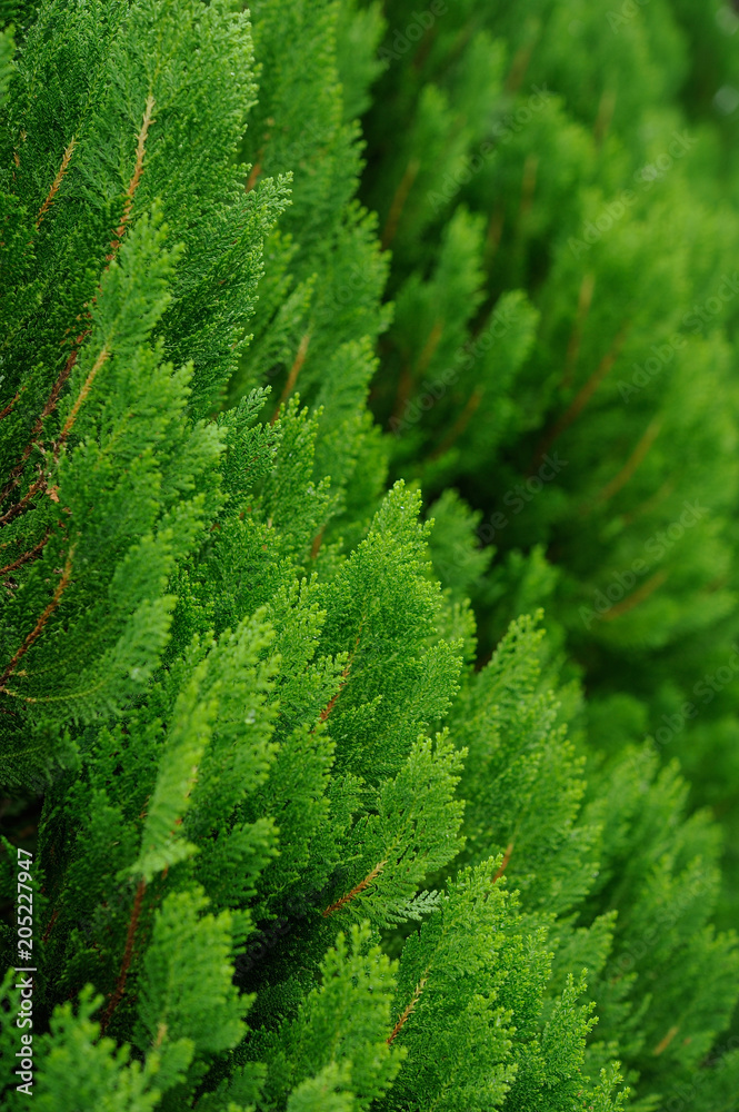Background with green pine,Fresh green pine leaves, Refreshing green background, green pine closup Background with green pine,Fresh green pine leaves, Refreshing green background, green pine closup