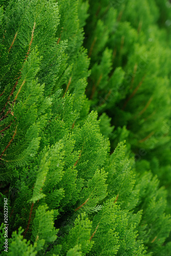 Background with green pine,Fresh green pine leaves, Refreshing green background, green pine closup