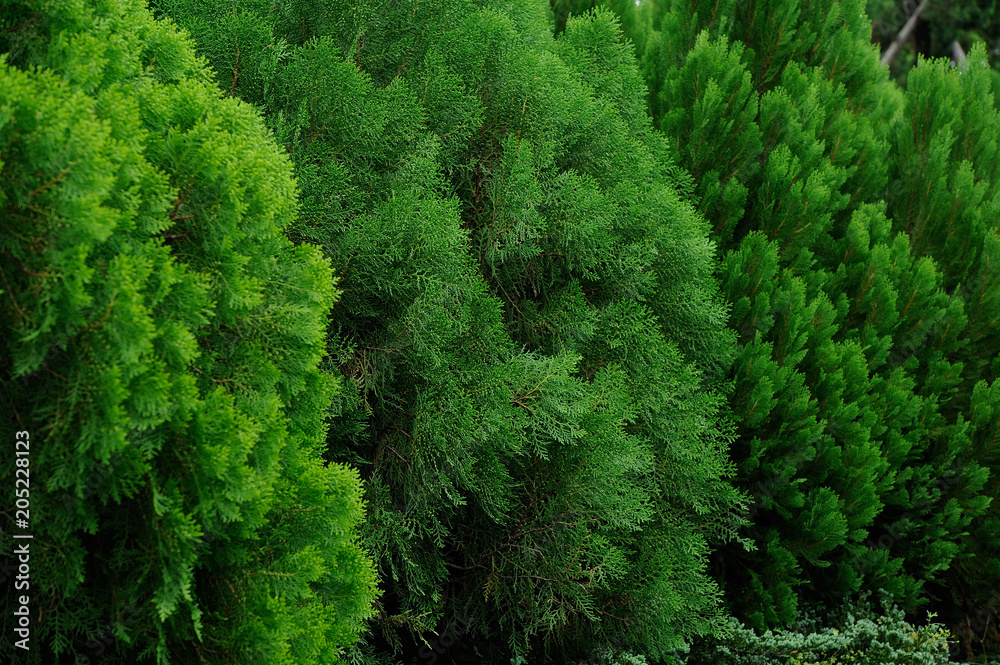 Background with green pine,Fresh green pine leaves, Refreshing green background, green pine three type