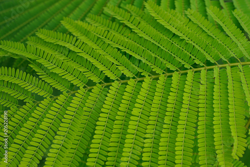 Background green leaves type double cotyledons, Green leaves with green branches background, Green natural backdrop