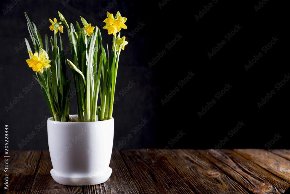 Flower of a daffodil on a black background Flower of a daffodil on a black background
