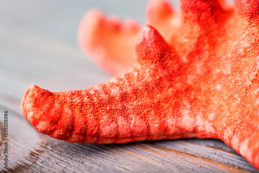 Dried red sea starfish on wooden background Dried red sea starfish on wooden background