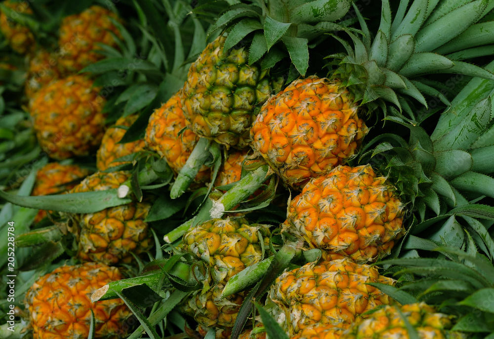 fresh pineapple at fresh fruit garden, pineapple fruit in market background fresh pineapple at fresh fruit garden, pineapple fruit in market background