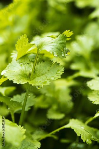 Coriander, also known as cilantro or Chinese parsley