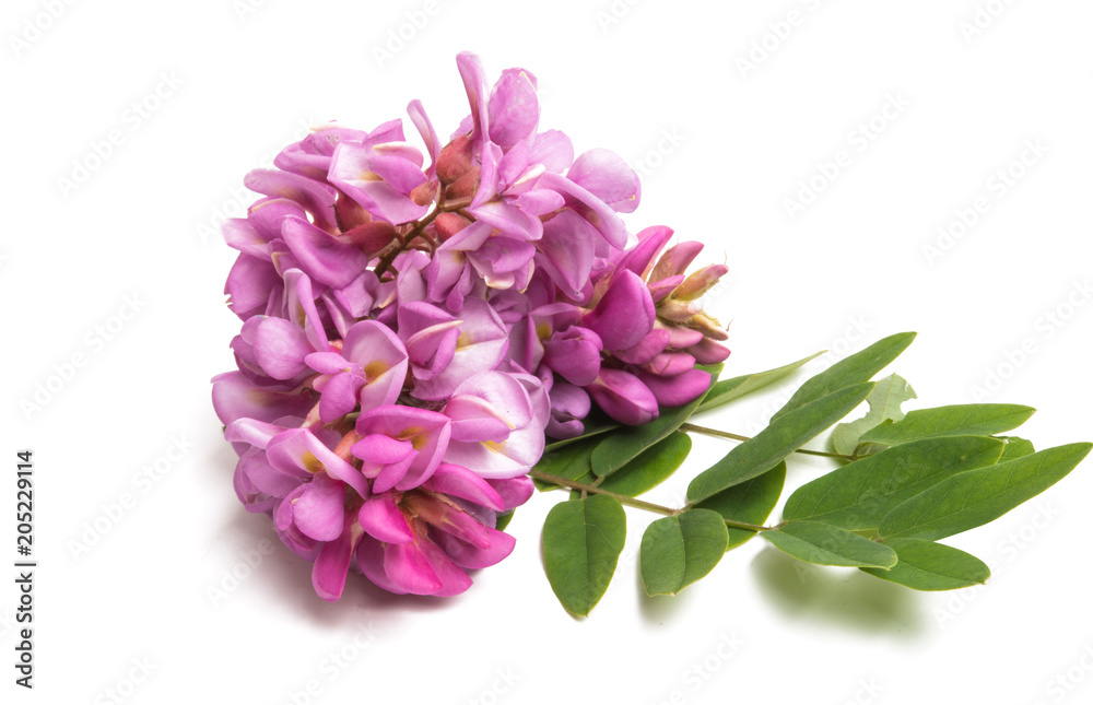 Acacia flower lilac isolated