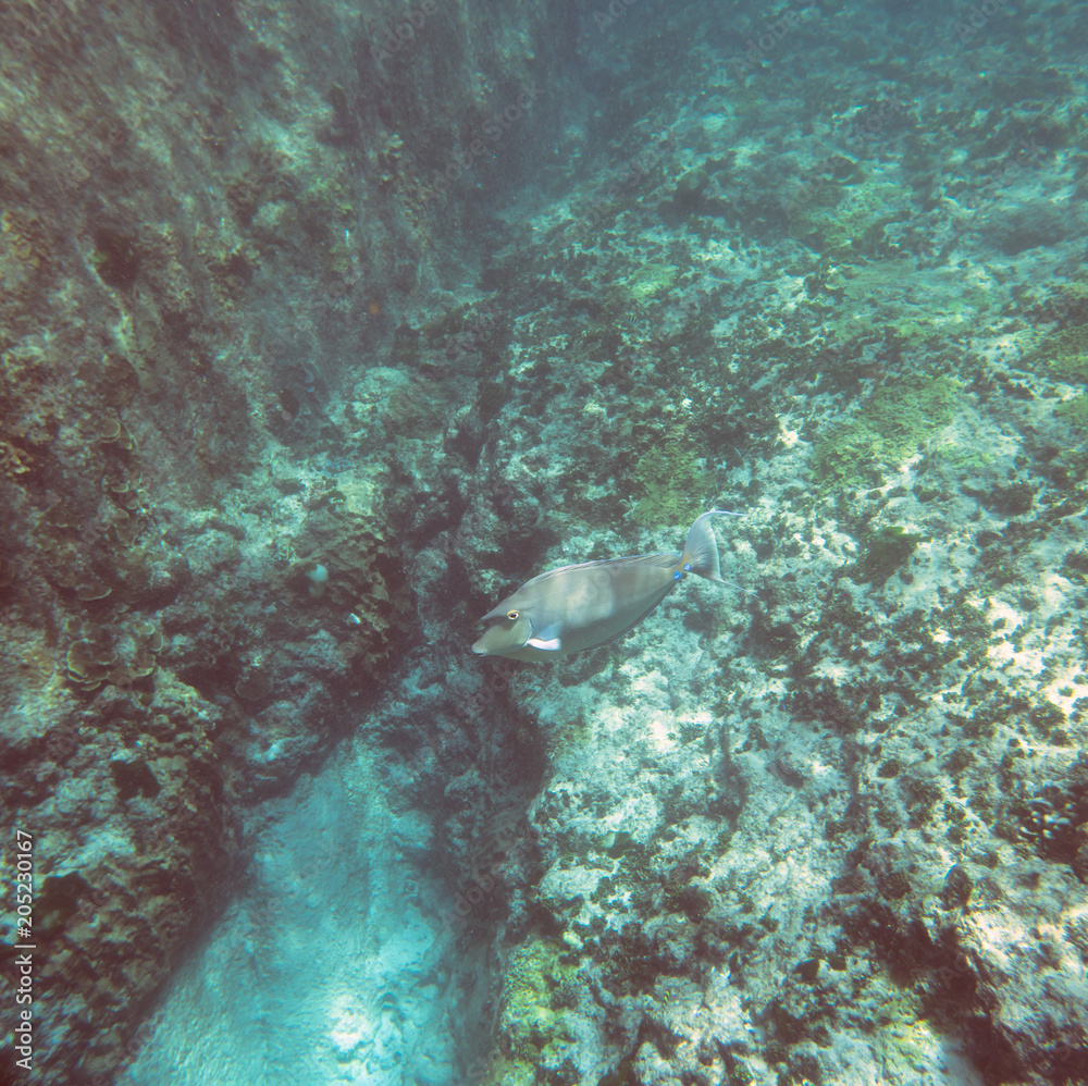 Fototapeta premium Underwater view on the coral reef and tropical underwater world. Diving and snorkeling in the tropical sea.Travel concept. Adventure concept