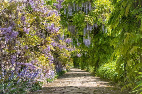 Path through wisteria bushes photo