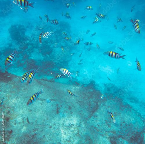 Underwater landscape with tropical coral fishes. School of dascillus fish