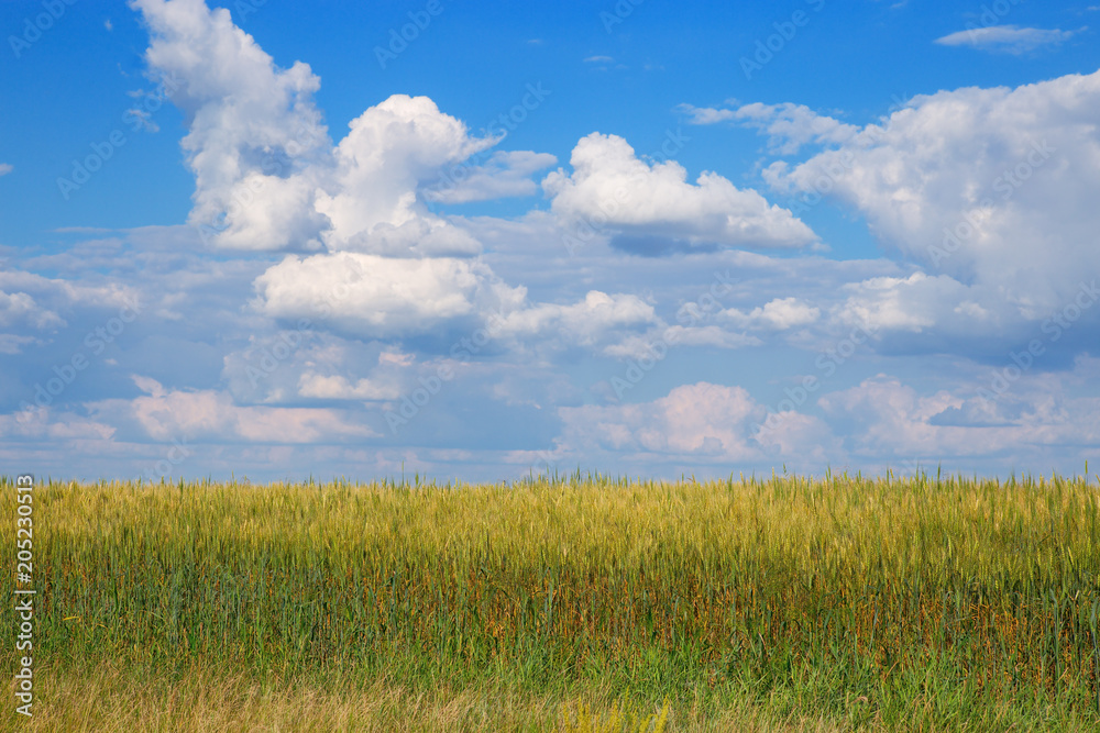 Wheat field under blue sky with clouds. Rural landscape. Plant growing. Wheat field under blue sky with clouds. Rural landscape. Plant growing.