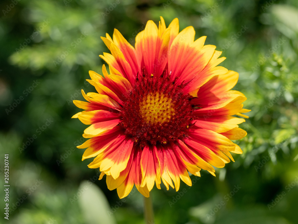 Close-up detail of a red and yellow firewheel flower petals gaillardia pulchella Close-up detail of a red and yellow firewheel flower petals gaillardia pulchella