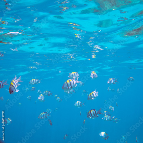 Underwater landscape with tropical coral fishes. School of dascillus fish