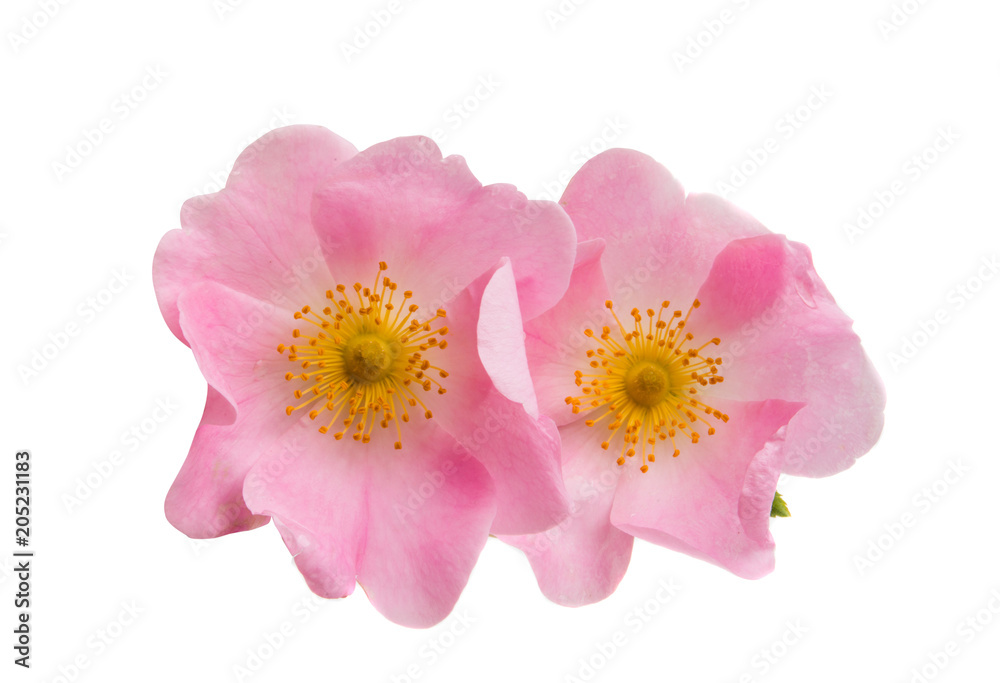 Obraz premium rose hip flower isolated