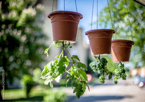 Bild auf Leinwand Tomatoes grow upside down.