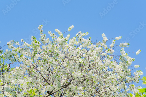 close up of cherry tree in bloom against blue sky