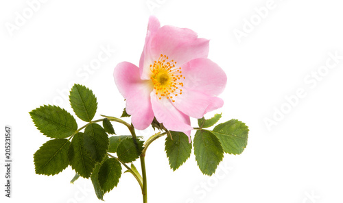 rose hip flower isolated