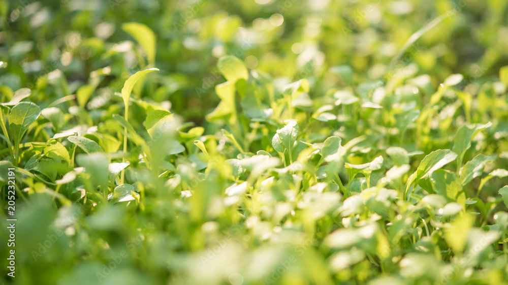 Closeup of small saplings in garden , Agriculture and Seeding Plant , Group of green sprouts growing out from soil Closeup of small saplings in garden , Agriculture and Seeding Plant , Group of green sprouts growing out from soil