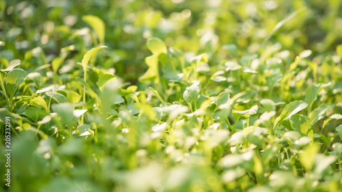 Closeup of small saplings in garden , Agriculture and Seeding Plant , Group of green sprouts growing out from soil