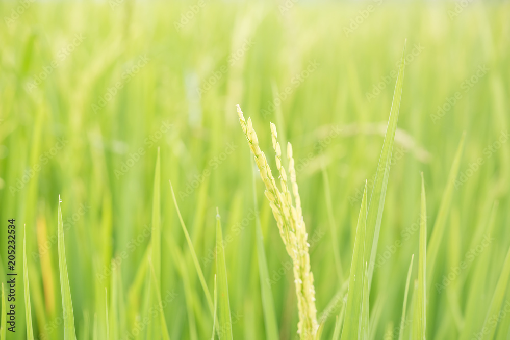 Green Rice Field Green Rice Field