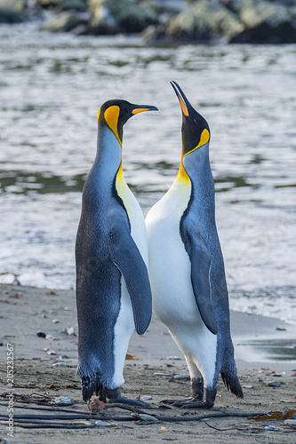 King Penguins  South Georgia Island  Antarctica