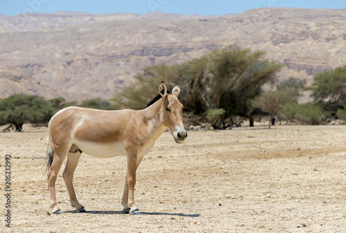 Onager (semi-domesticated donkey) inhabits nature reserve parks in the Middle East