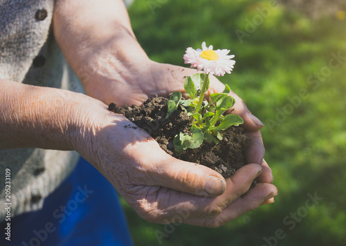 Elderly woman holding a flower in her hands.