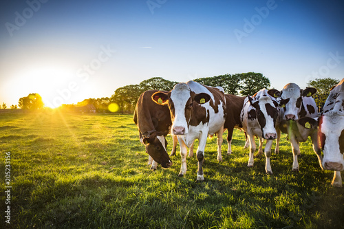 Cows Fototapet