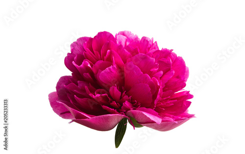 peony flower isolated