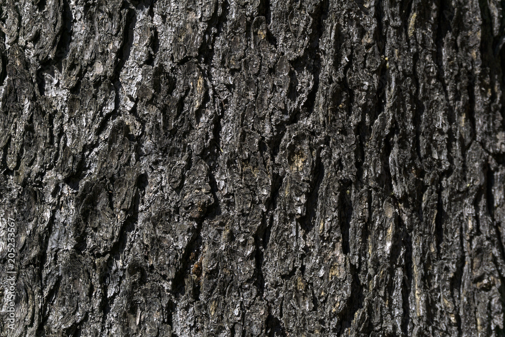 background, texture - gray rough fir tree bark background, texture - gray rough fir tree bark