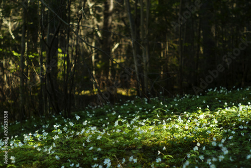 spring shady forest glade with spots of sunlight, covered with white flowers of snowdrops