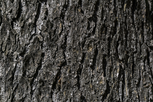 background, texture - gray rough fir tree bark
