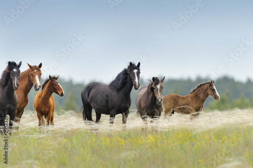 Horse herd with cute foal grazing on pasture © kwadrat70