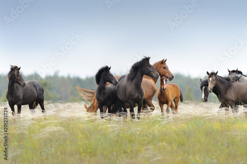Horse herd with cute foal grazing on pasture