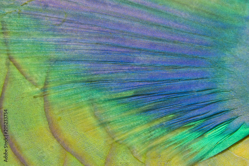 Colorful pectoral fin from a Bicolour Parrotfish
