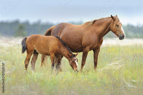 Mare with foal on spring pasture