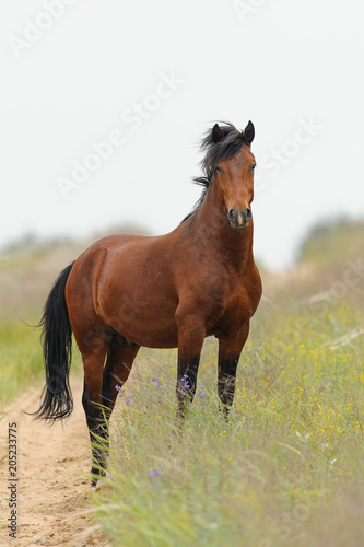 Horse standing in field